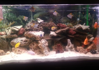 Fishtank with rocks