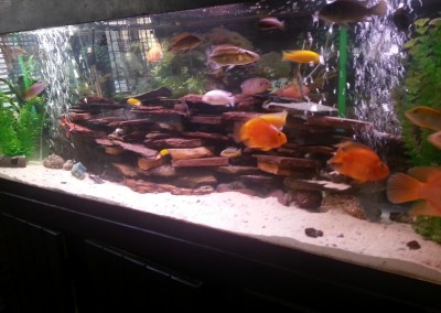Lakeview fish tank